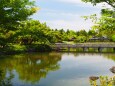 昭和記念公園の新緑