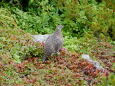 小仙丈ヶ岳の雄雷鳥2