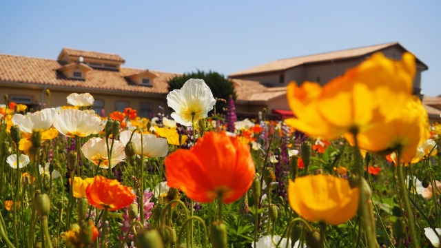 ソレイユの丘のポピー