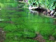 牛渡川の梅花藻