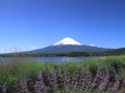 再々雪化粧の富士山