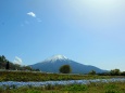 新緑と富士山