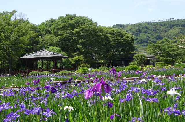 初夏も近づく花菖蒲園