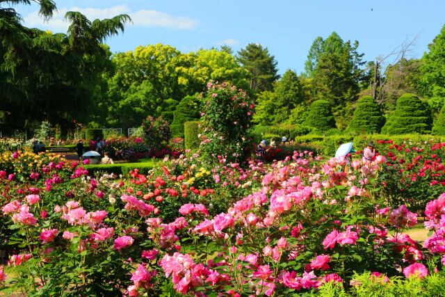 バラ園