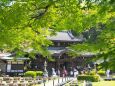 春の三室戸寺