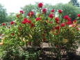 薔薇園11 2023年