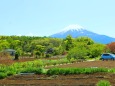 新緑と富士山