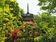 春の三室戸寺