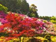 三室戸寺のツツジ