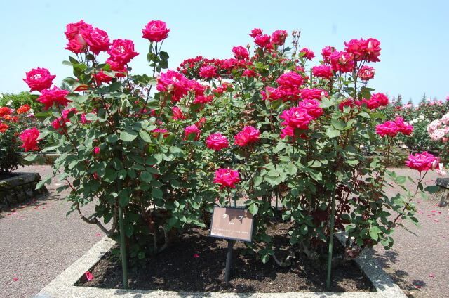 薔薇:ラブ 2023年