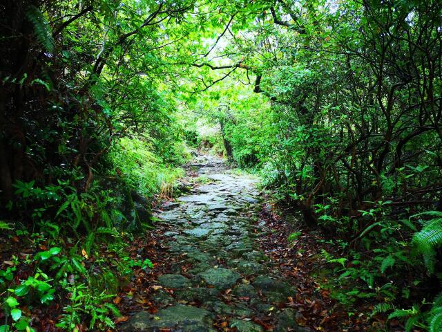 新緑の雨の熊野古道