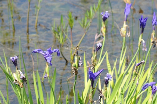 こんにちはヨツボシトンボさん