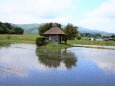 水田の中の神社