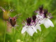 富山県中央植物園のニゲラ