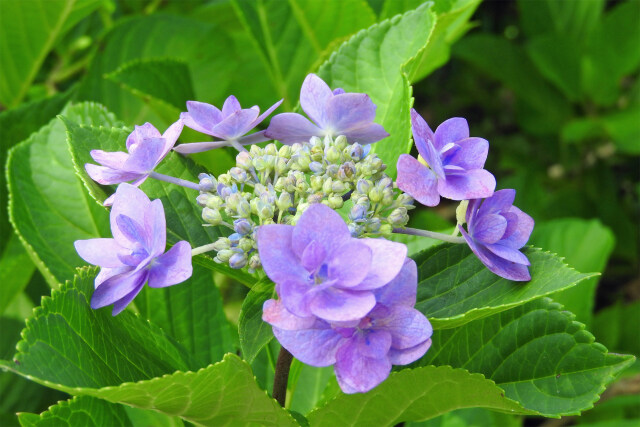 紫陽花 2
