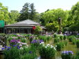 太宰府天満宮 花菖蒲園