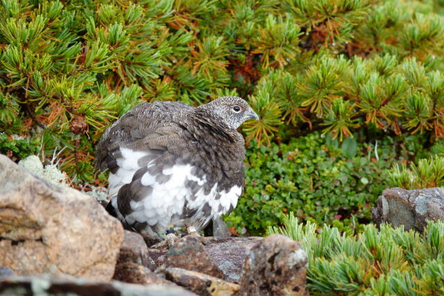 仙丈ヶ岳の雄雷鳥6