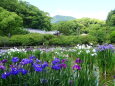 太宰府天満宮 花菖蒲園