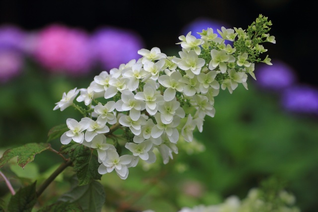 カシワバアジサイ