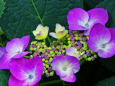 紫陽花～2023～11