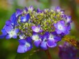 富山県中央植物園の紫陽花