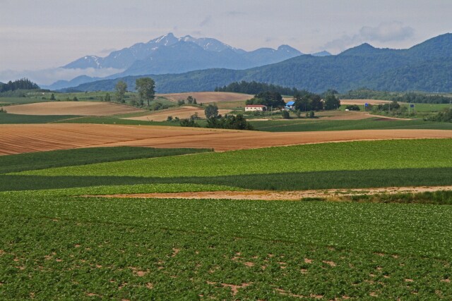 富良野より芦別岳を望む
