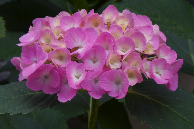 紫陽花～2023～14