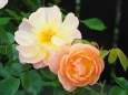富山県中央植物園のバラ