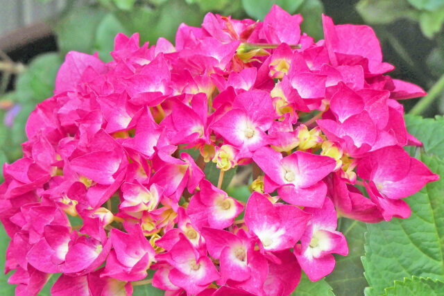 紫陽花～2023～16