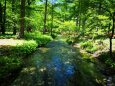 初夏の新緑と清流