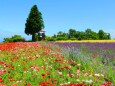 初夏のハーブ園