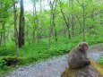 上高地の森と猿