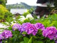 建長寺の紫陽花