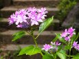 建長寺の紫陽花