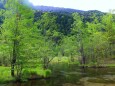 夏の田代湿原