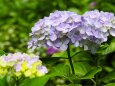 浄智寺の紫陽花