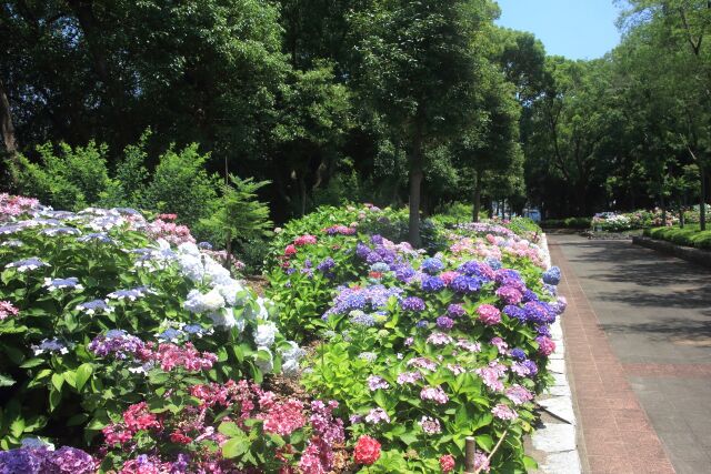 番の州公園のアジサイ