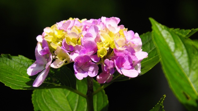 浄智寺の紫陽花