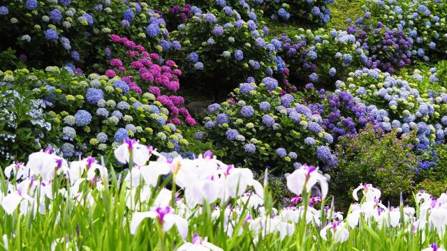 小田原城の紫陽花と花菖蒲