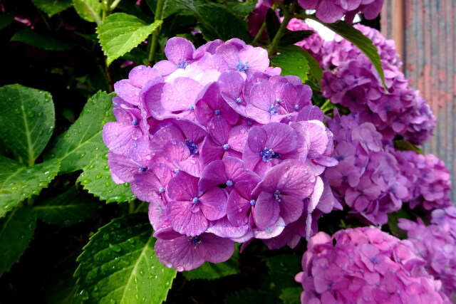 小雨に濡れる紫陽花