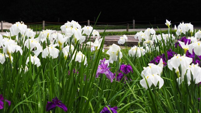 明月院の花菖蒲