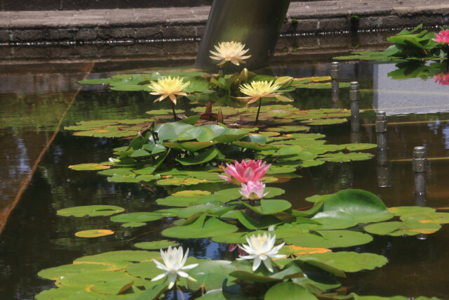 公園のスイレン