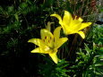 黄色いユリの花