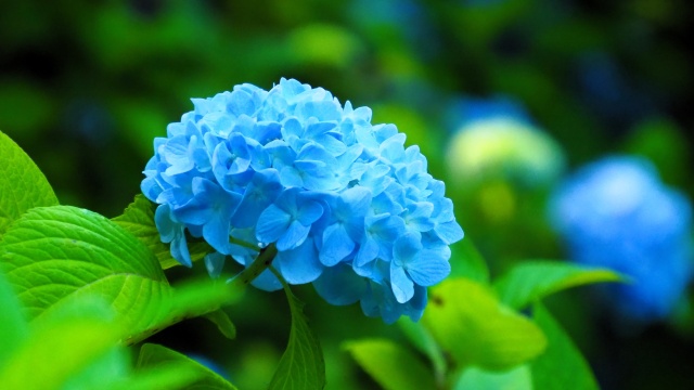 明月院の紫陽花