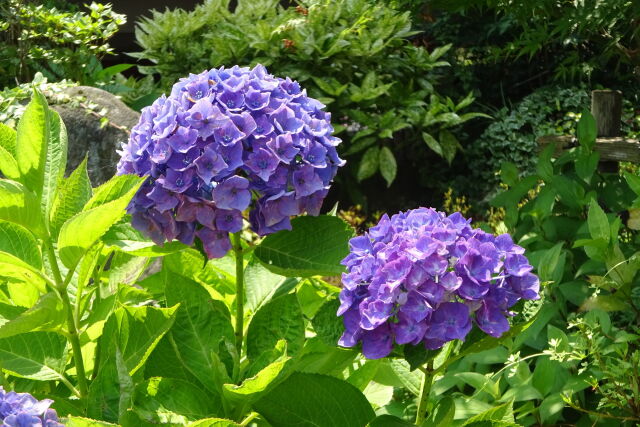 梅雨の晴れ間にアジサイの花