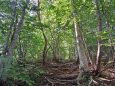 蕪山登山道