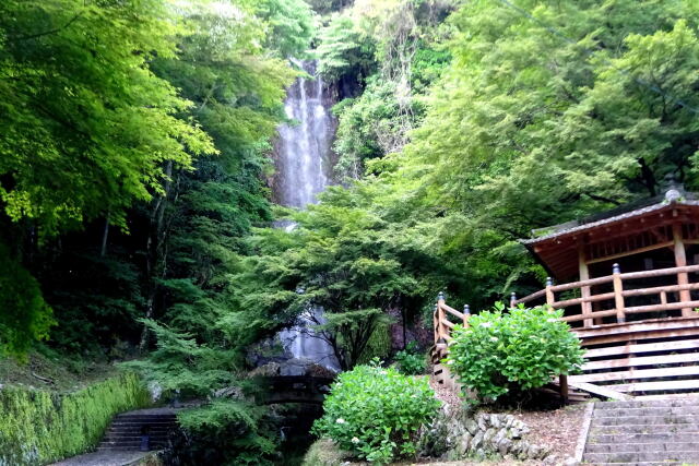 若葉緑の清水の滝