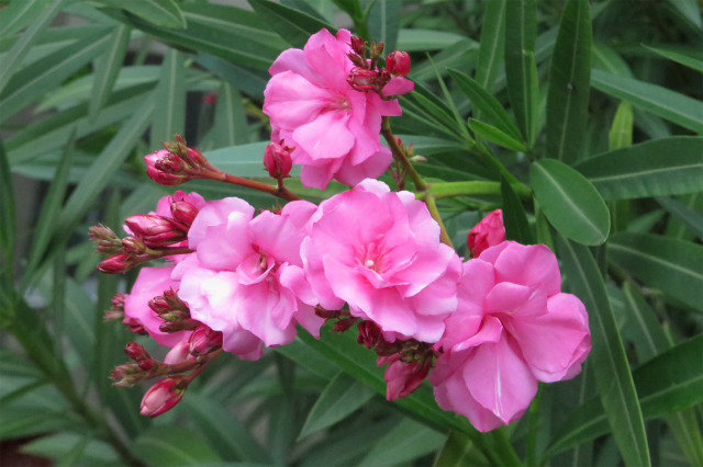 キョウチクトウ