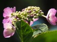 高幡不動尊の紫陽花