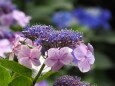 高幡不動尊の紫陽花